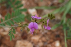 Tephrosia villosa